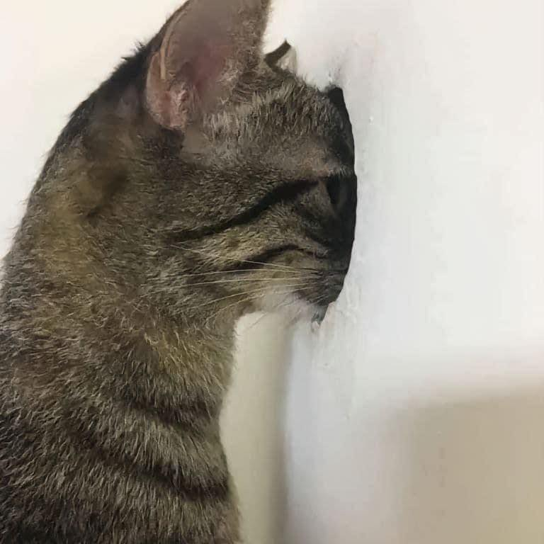 TranslatedCats's tweet photo. I'm secretly looking at you. https://t.co/tDT6n8ZXVO