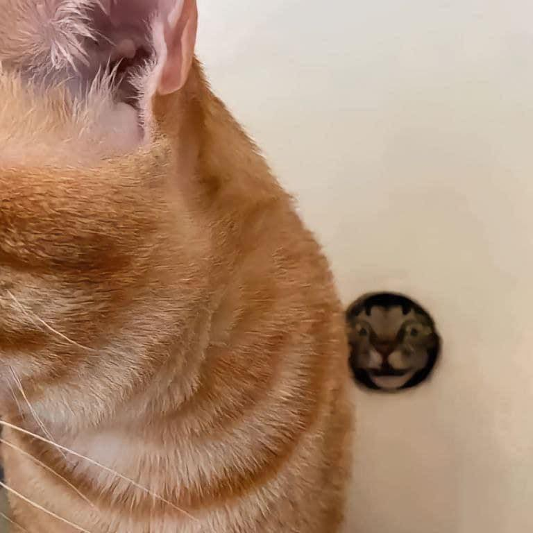 TranslatedCats's tweet photo. I'm secretly looking at you. https://t.co/tDT6n8ZXVO