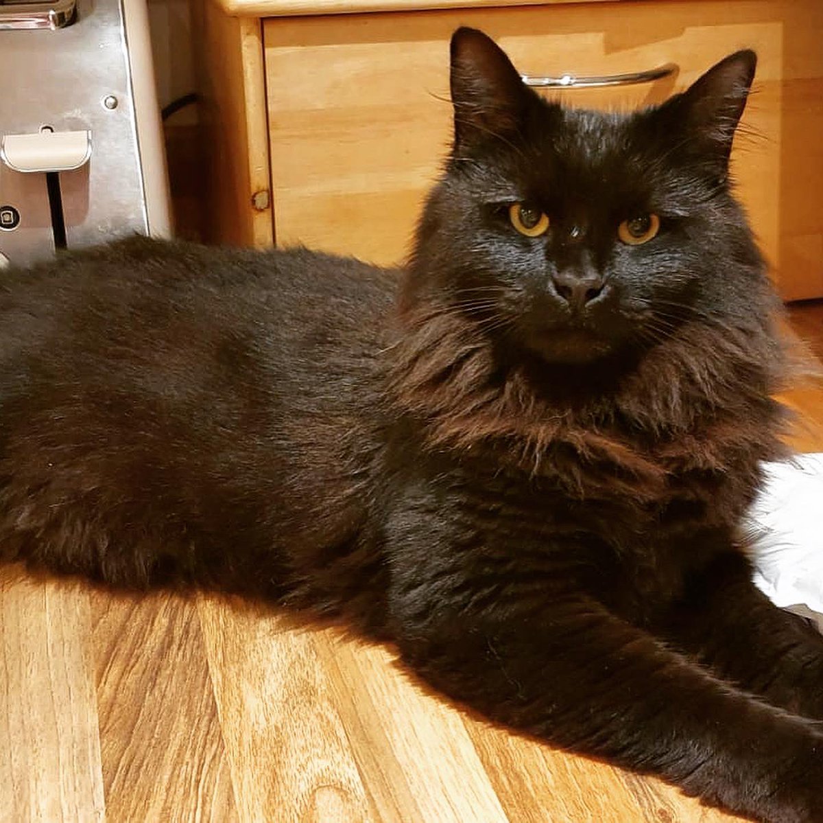 CWalker185's tweet photo. @SoVeryBritish Albus Dumblepaw https://t.co/3oRUxfDvdv
