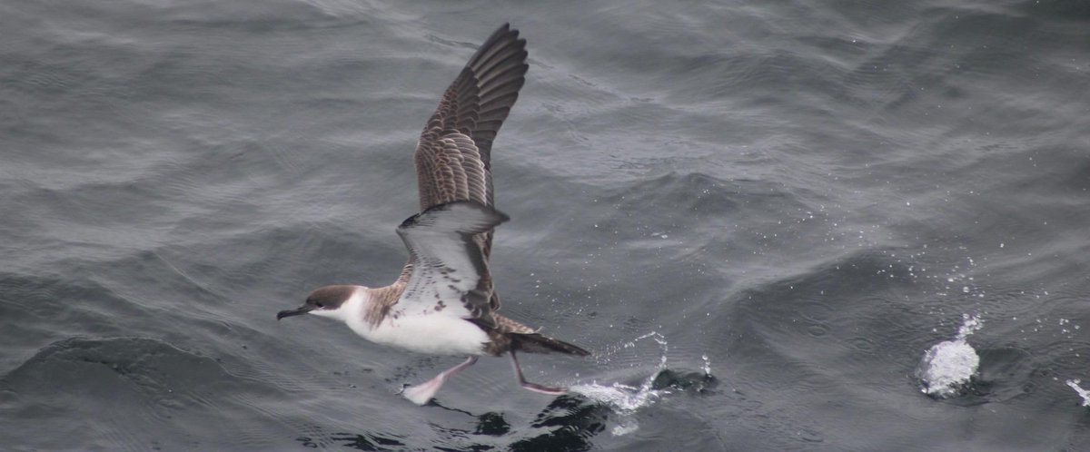 Think you've got a tough commite? Great shearwaters  migrate over 11,000 miles annually from the southern hemisphere and back! #mondaymotivation