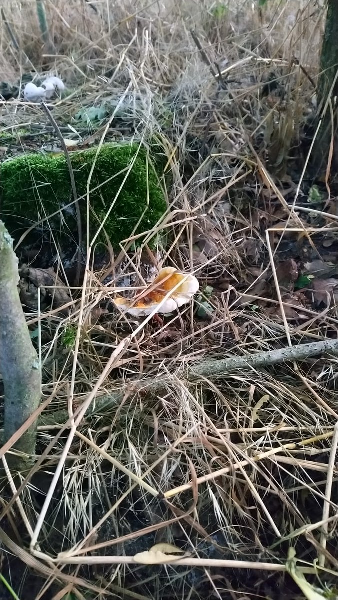 LX8111's tweet image. Reishi is slowly developing. Harvest maybe next week. #GlänzenderLackporling #GanodermaLucidum #Reishi #Pilze #Mushroom #Fungi #MushroomMonday