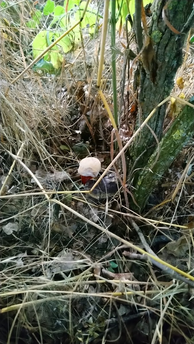 LX8111's tweet image. Reishi is slowly developing. Harvest maybe next week. #GlänzenderLackporling #GanodermaLucidum #Reishi #Pilze #Mushroom #Fungi #MushroomMonday