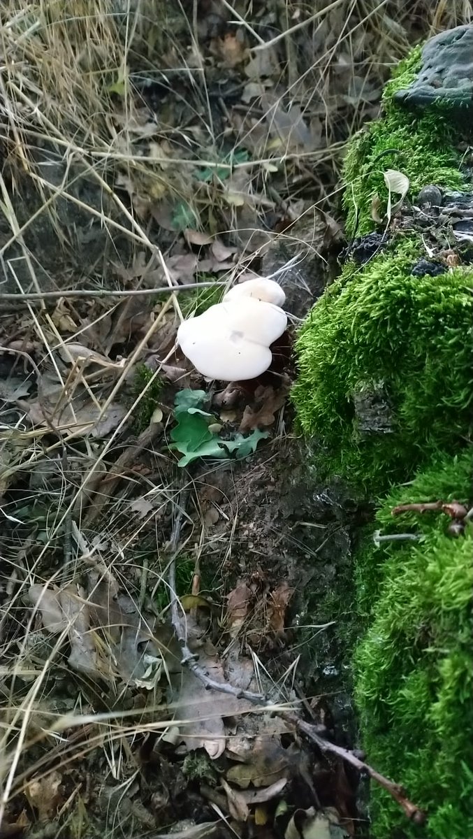 LX8111's tweet image. Reishi is slowly developing. Harvest maybe next week. #GlänzenderLackporling #GanodermaLucidum #Reishi #Pilze #Mushroom #Fungi #MushroomMonday