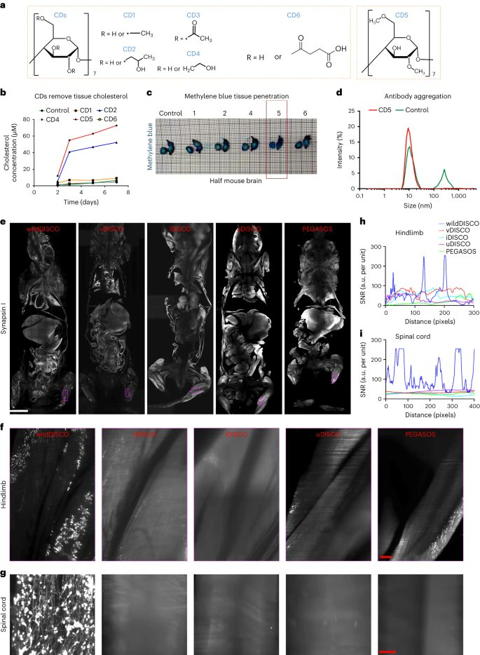 Whole-body cellular mapping in mouse using standard IgG antibodies go.nature.com/3PXs1Zw