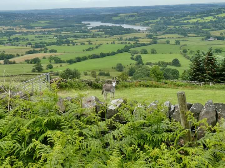 goldvar's tweet image. The Roaches, Leek are always a lovely place to walk.
