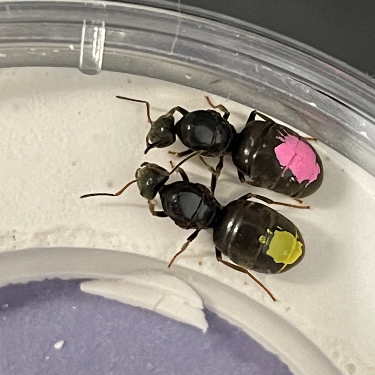 We finally finished setting up our queen experiments from the massive mating  flight on Friday. Turns out the we collected 400+ queens!