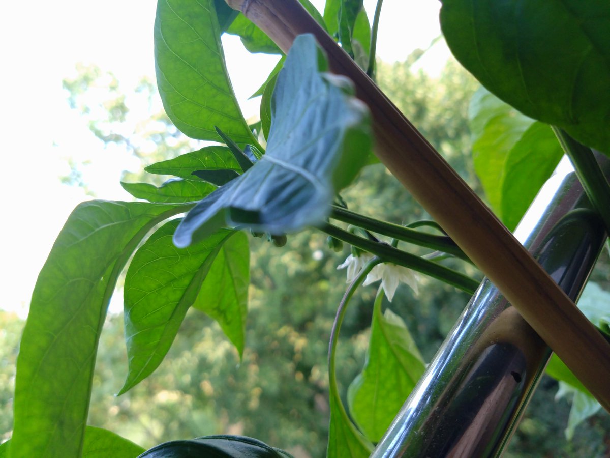 andreas_spr's tweet photo. Blüten und kleine Früchte zieren meine Paprikapflänzlein auf dem Fensterbrett in der Küche 😍
#plantcontent https://t.co/rF7fVv7JF9