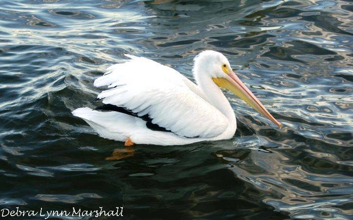 #WhitePelican #pelicans #birds #wildlife #visiting #Florida #water #river #love