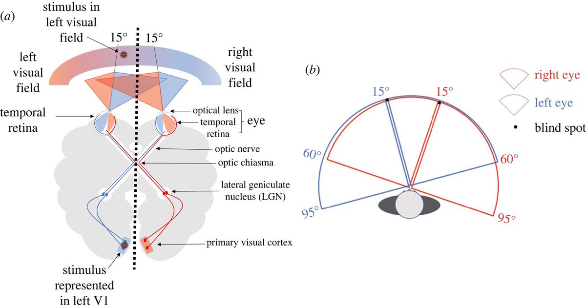 Hey vision scientist. Help me out here. Look at the figure below. Accordingly, doesn’t this mean that some stimuli within the visual field will not cross the optic chiasm? Why are we ignoring ipsilateral/uncrossed representations? #neuroscience #perception #vision