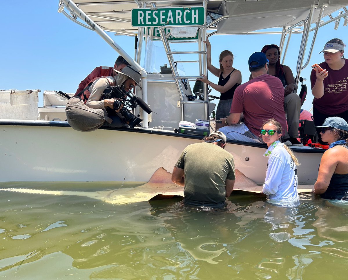 Dr. Grubbs, Dr. Naylor, &amp; students caught and tagged a 13ft sawfish last month during their immersive "Biology of Sharks &amp; Rays" course. It's the furthest north a sawfish has been tagged in decades. Click the link to read all about this exciting encounter! floridamuseum.ufl.edu/science/large-…