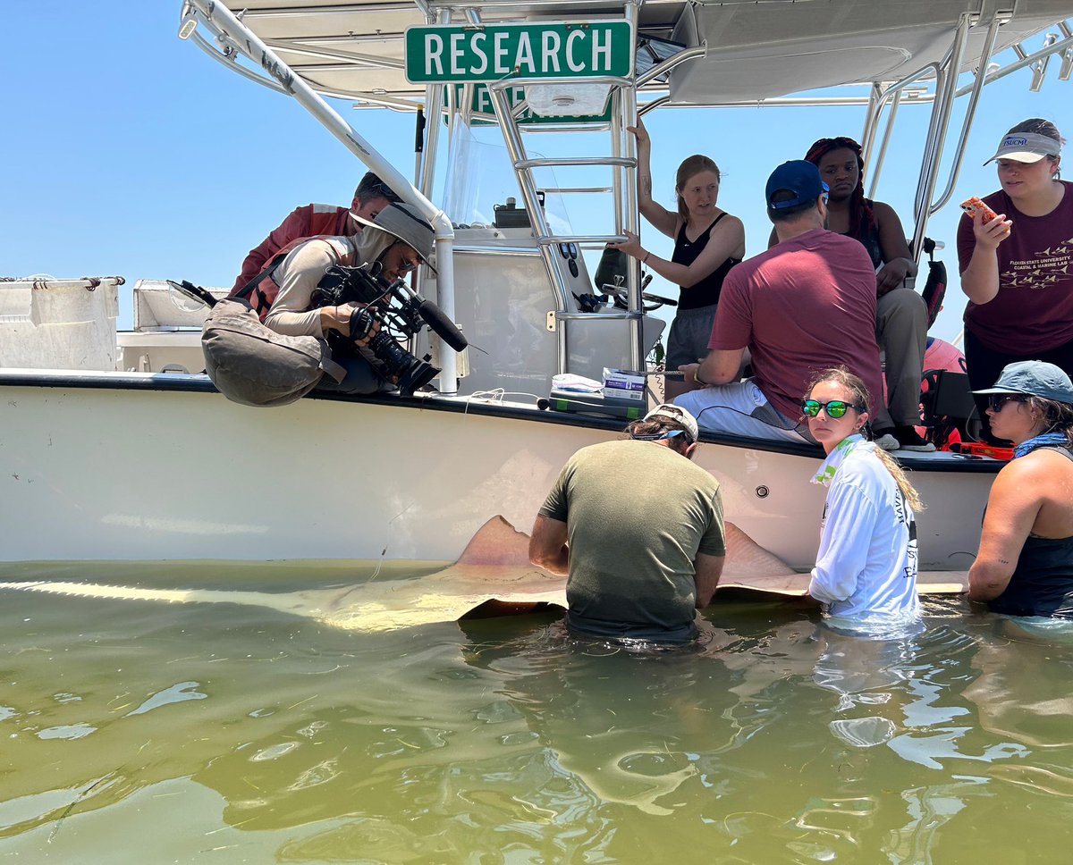 Dr. Grubbs, Dr. Naylor, & students caught and tagged a 13ft sawfish last month during their immersive 'Biology of Sharks & Rays' course. It's the furthest north a sawfish has been tagged in decades. Click the link to read all about this exciting encounter! floridamuseum.ufl.edu/science/large-…