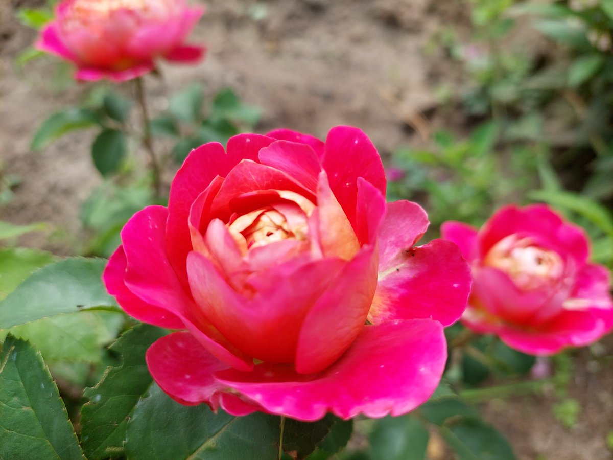 igigig111_ig's tweet photo. Rozes, rozītes
#rozes https://t.co/RMF8RX7Y5U