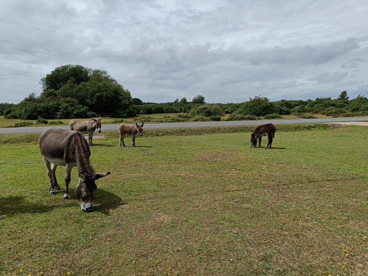 Clairefifi's tweet photo. I love working in the #NewForest. Look at these fuzzy cuties outside the garden today. #Donkies https://t.co/gElaslft2d