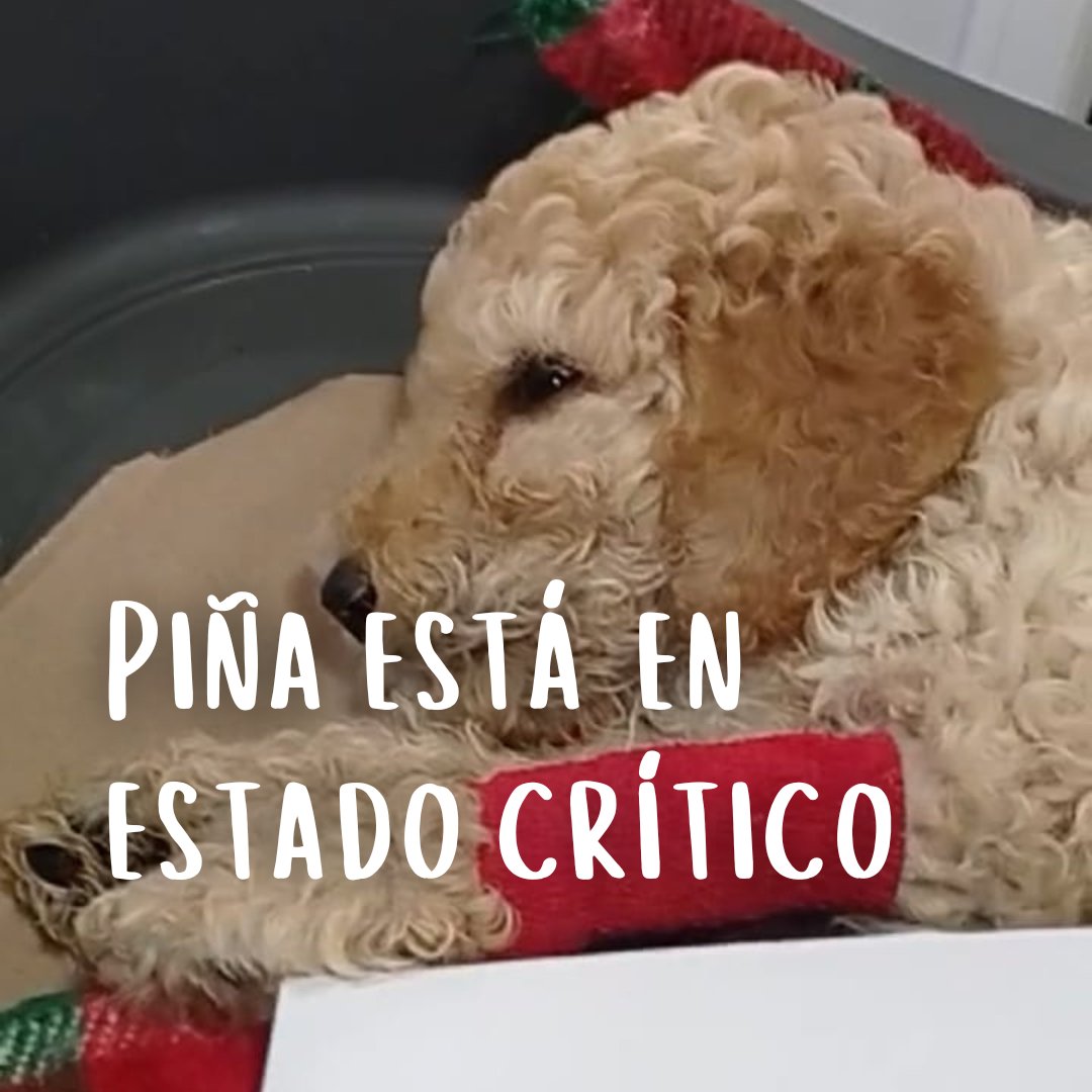 protectorasvpap's tweet photo. 🆘 AYUDA PARA SALVARLE LA VIDA A PIÑA

😭No podemos más, de verdad. Están siendo semanas muy complicadas tanto de volumen de trabajo como económicamente, pero no podíamos dejarlo morir...

🙏🏻 TODO SUMA, POR FAVOR.

BIZUM: ONG 06235
BBVA - ES27 0182 0517 6502 0165 3062 https://t.co/AzSwQ5NTwE
