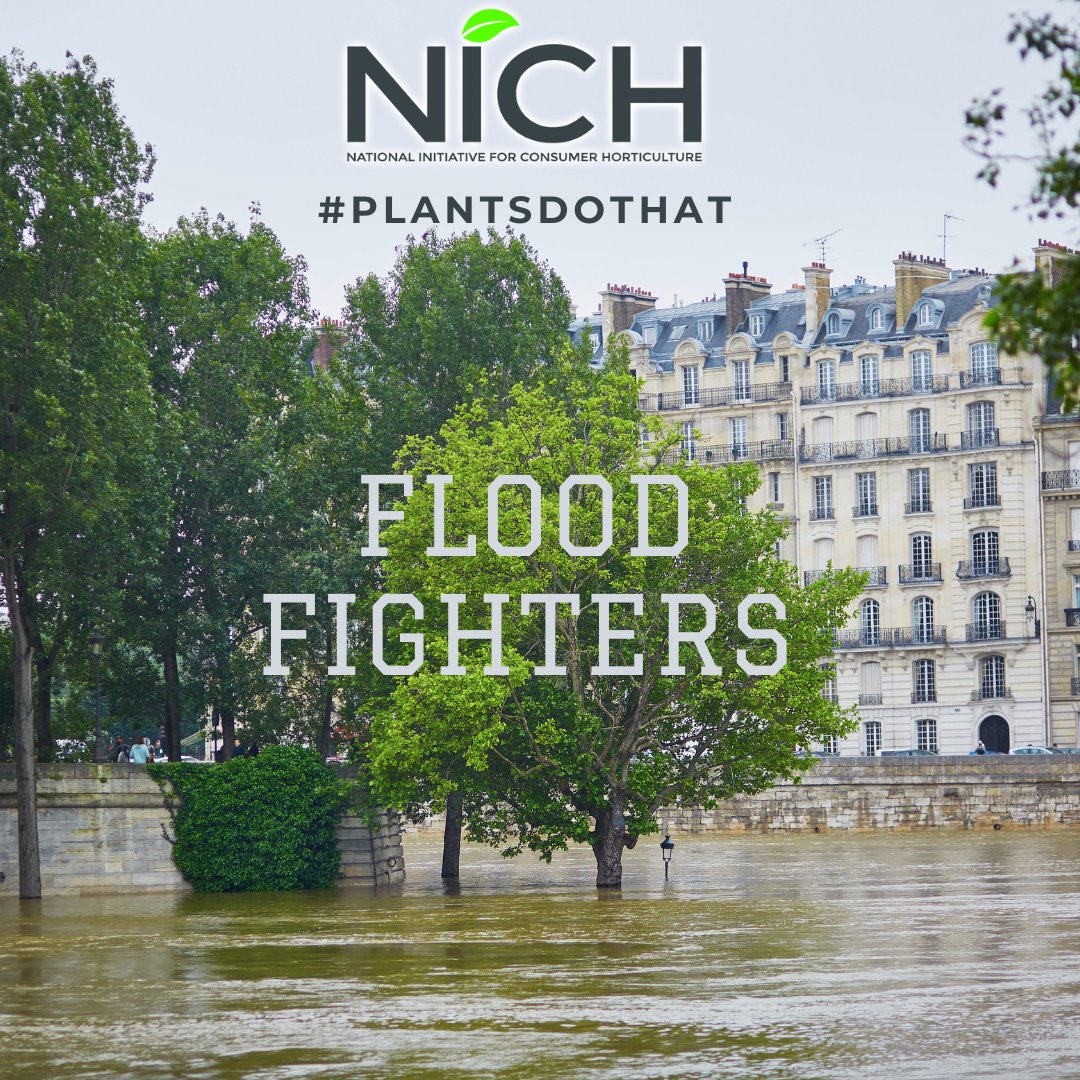 consumerhort's tweet photo. Trees and raingardens reduce stormwater surges, and prevent flooding, by retaining up to 75% of stormwater after a heavy rain event. 
#plantsdothatforwater
#plantshelpreduceflooding
#plantsdothat
#NICH
#climatecrisisfighters https://t.co/hBZYmQMXt3
