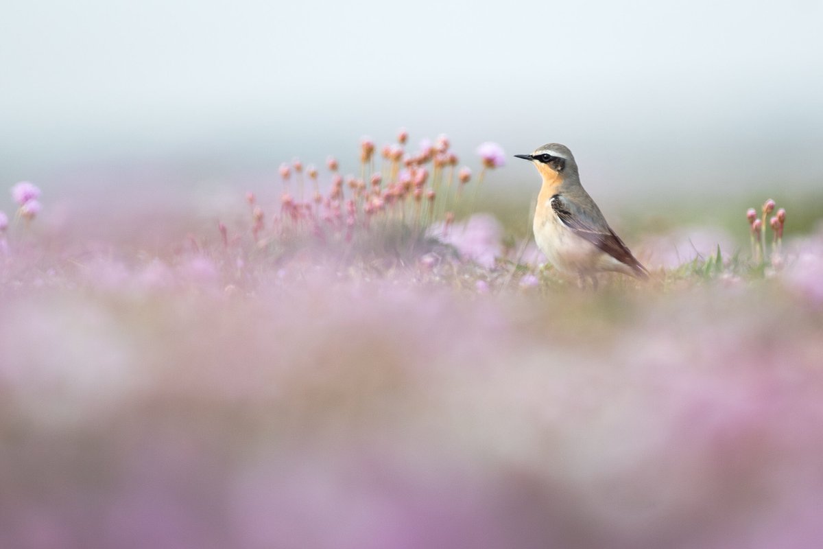Northern Wheatear from the spring. The coastal flowers worked as such a nice environment to photograph them in.