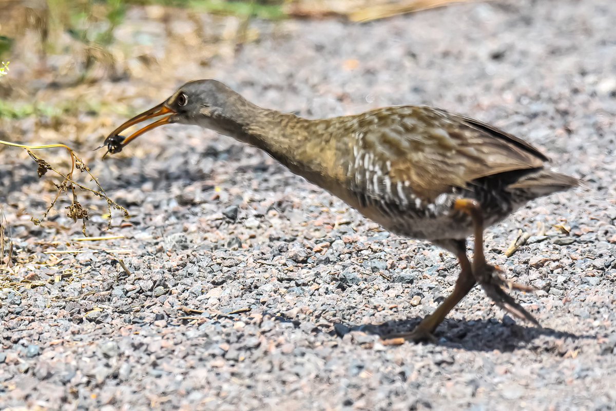 gigi_nyc's tweet photo. Why did the clapper rail cross the road/Marine Park saltmarsh trail? Because the goodies were on the other side, &she has two mouths to feed. Chick #1 is super hungry and is staying close to the road while chick #2 likes to blend w the dense grass. #clapperrail #BirdsSeenIn2023 https://t.co/bK6dseIX05