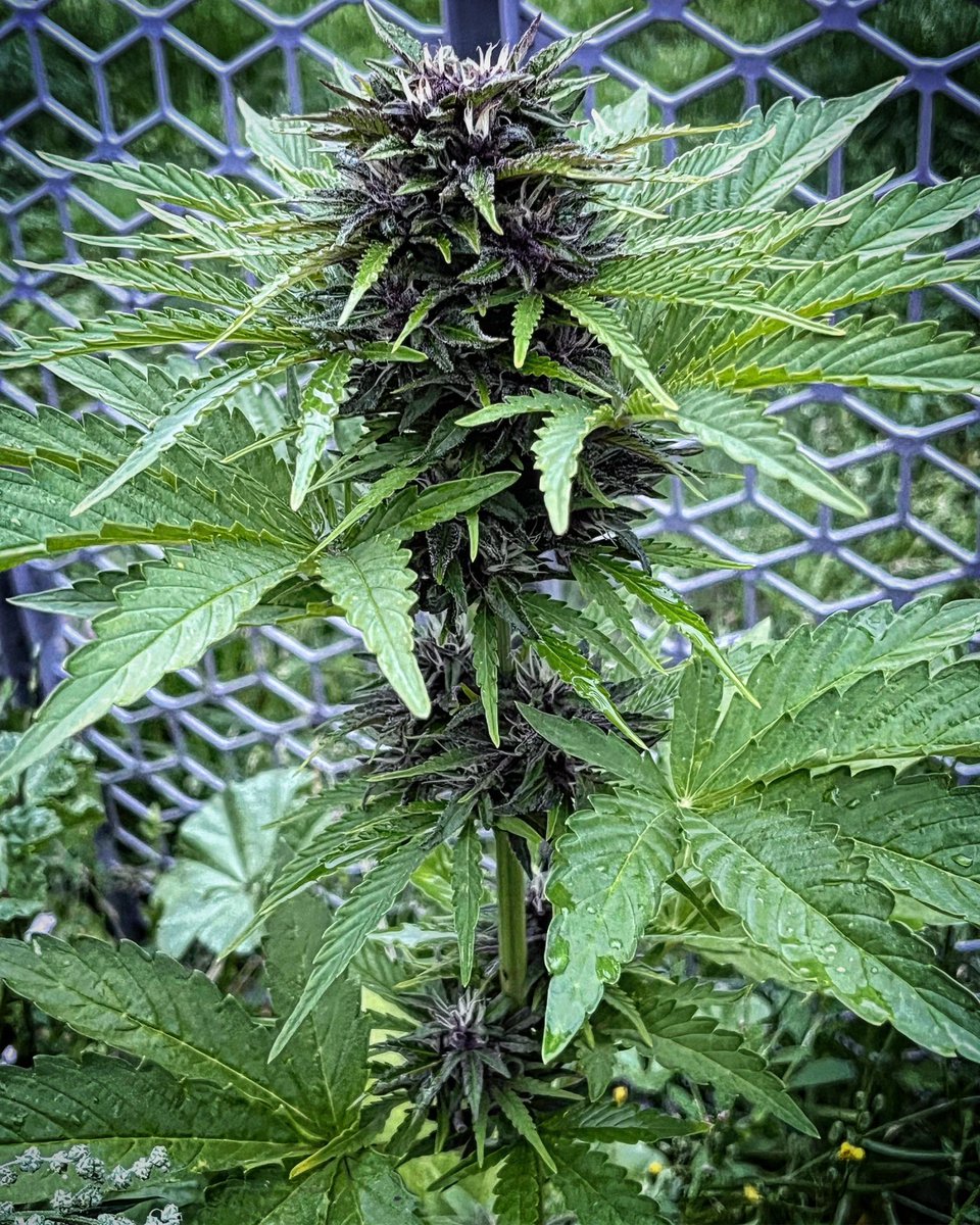 Purple Thai X Green Crack Auto
🧬  <a href="/ExclusivGenetix/">ExclusiveGenetics NY</a> 

🍁TeeBeeDee Man…TBD🍁

#sungrown #organicgardening #inground #growyourown #homegrown
