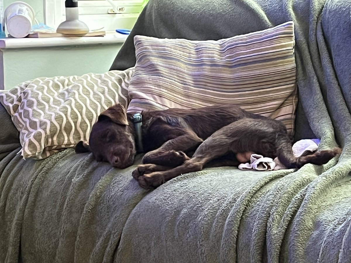 Post dinner snoozage!!