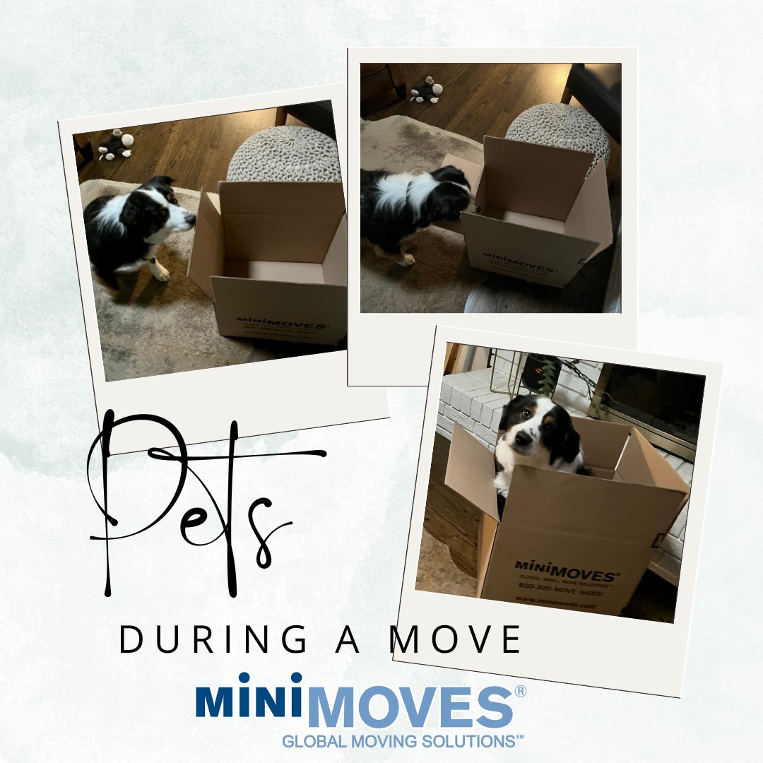 minimovess's tweet image. Can you imagine the kind of stress a move can have on an animal who doesn’t speak your language? 🐶😺Summer is the busiest time for moving, please allow yourself (and your pet) time to prepare. Click here to learn more- zurl.co/Oi4X?
#summermove #movingwithpets #moving