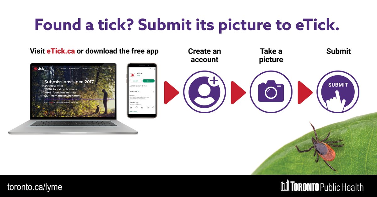 TOPublicHealth's tweet image. Found a tick? The best way to identify the species of tick is by submitting a picture on eTick.

Keep yourself and others safe as you enjoy the warmer weather outdoors!

Learn more: etick.ca

#TickTalkTO