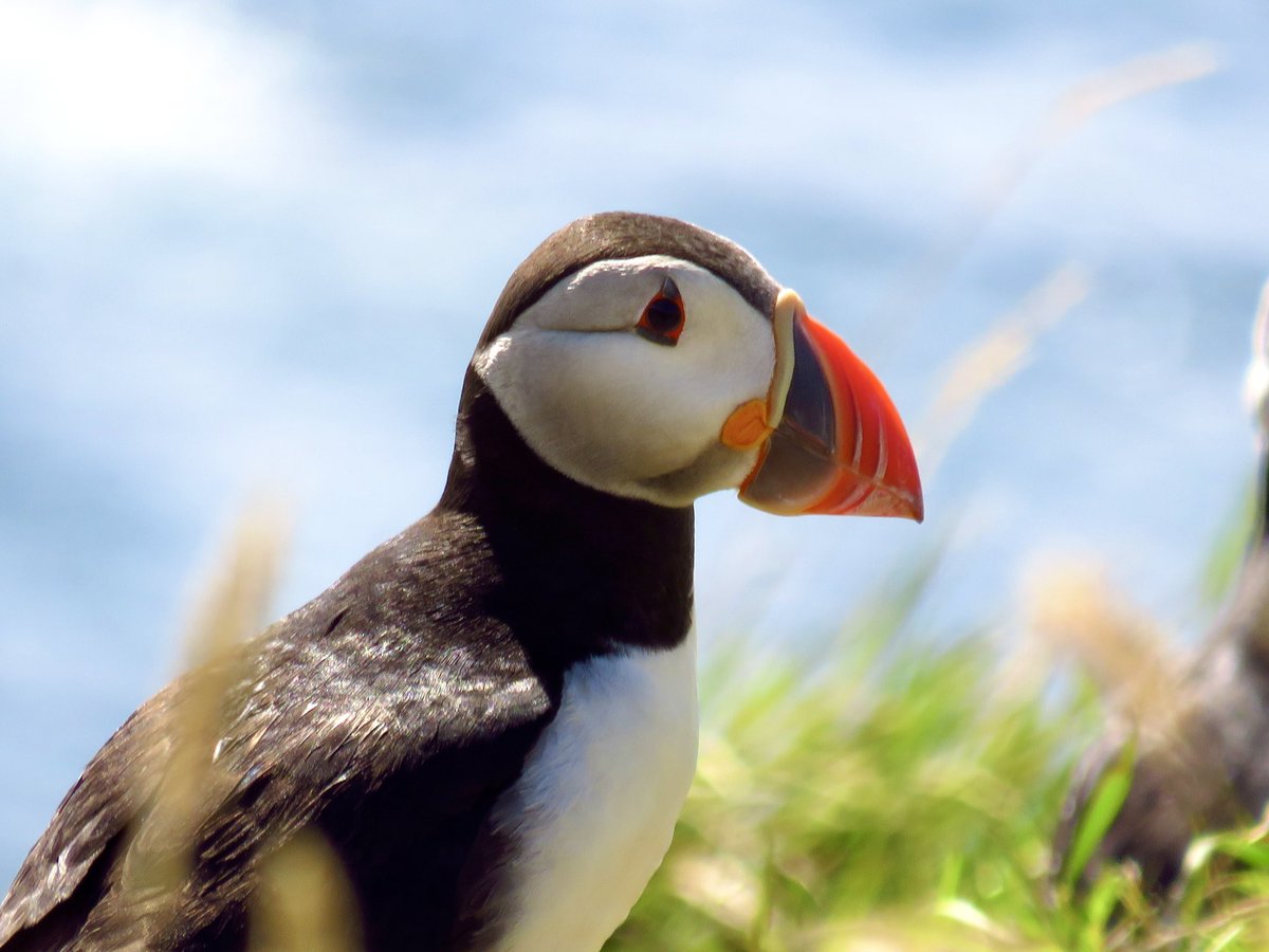 KathrynHad's tweet photo. Plenty of Geography on Staffa and puffins too. What a day!  

#summerholidays #puffins #isleofstaffa @VisitMull_Iona @VisitScotland https://t.co/1xYSSN0Lyd
