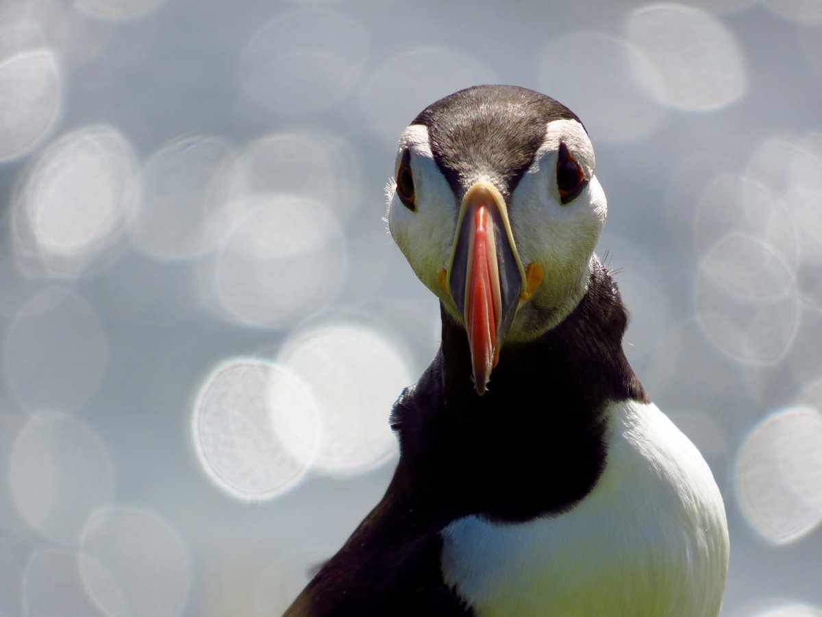 KathrynHad's tweet photo. Plenty of Geography on Staffa and puffins too. What a day!  

#summerholidays #puffins #isleofstaffa @VisitMull_Iona @VisitScotland https://t.co/1xYSSN0Lyd