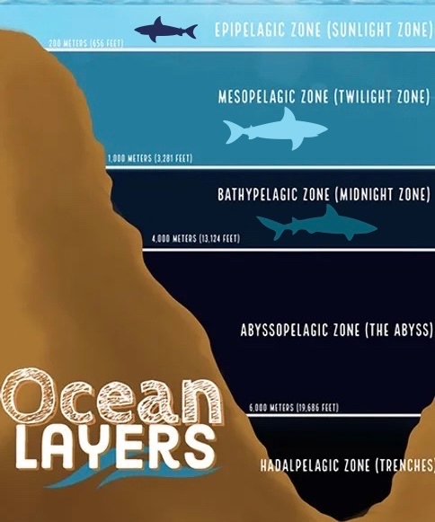 Sharks4Kids's tweet photo. The deep-sea is defined as the part of the ocean below 200 meters ( 656 feet). This is where light begins to dwindle. Two zones we can find deep sea sharks are the Mesopelagic and Bathypelagic!
https://t.co/4Rat3k4nIz
#deepsea #oceanzones #sharkfacts #deepseasharks https://t.co/pZZEawcEaW
