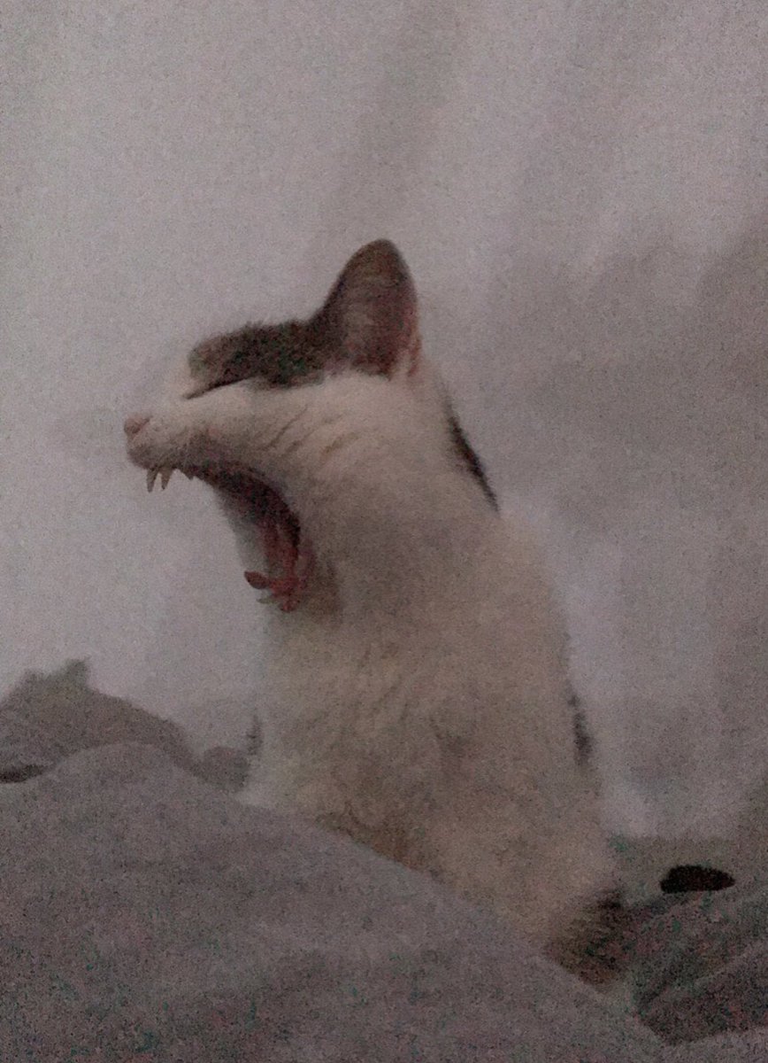 BobbyB0iii's tweet photo. @Chromez_ @maddyyodaddy Best Boy Ever https://t.co/sYuLKVov8x