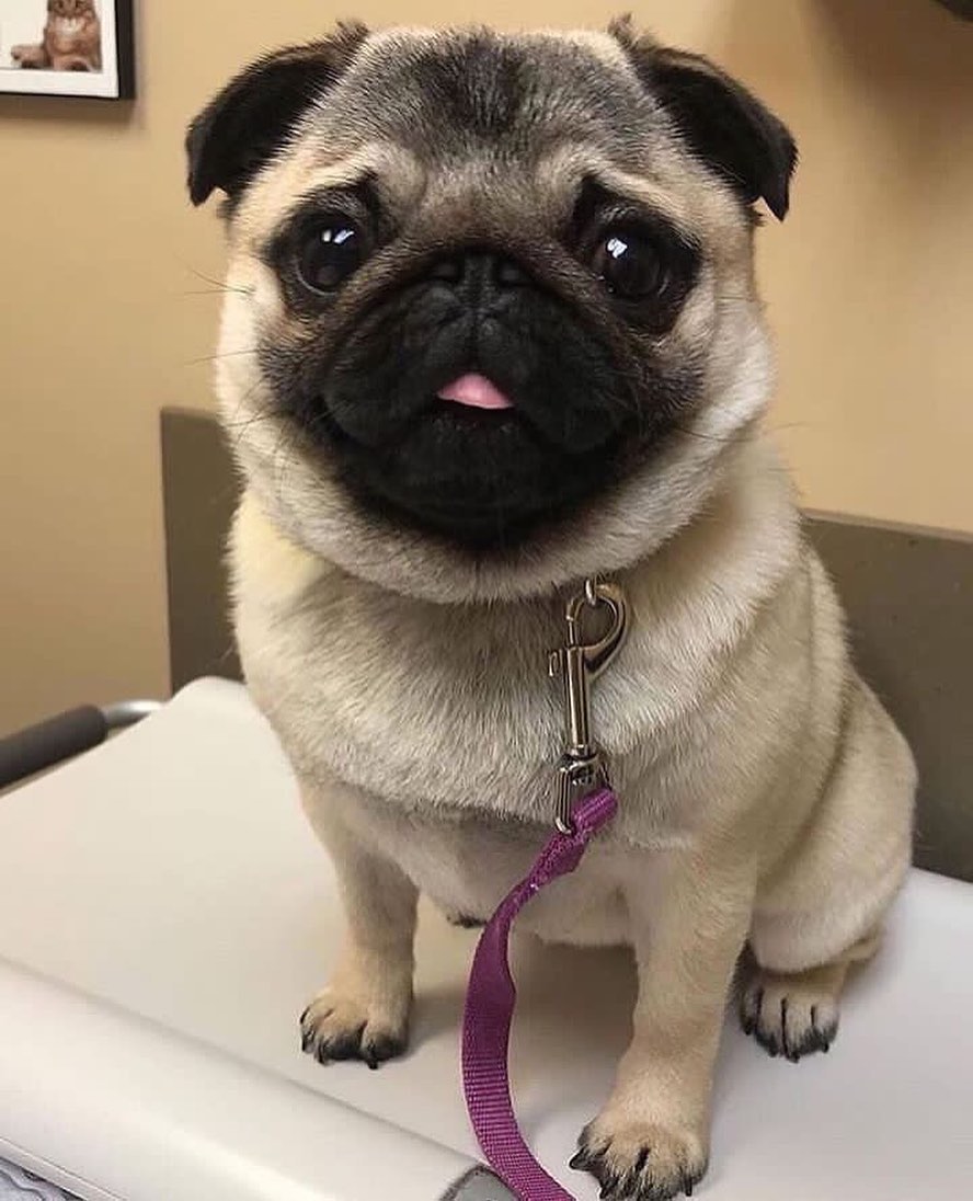 HeavenPug's tweet photo. Look at those eyes ❤️ https://t.co/2tcy71Xblj