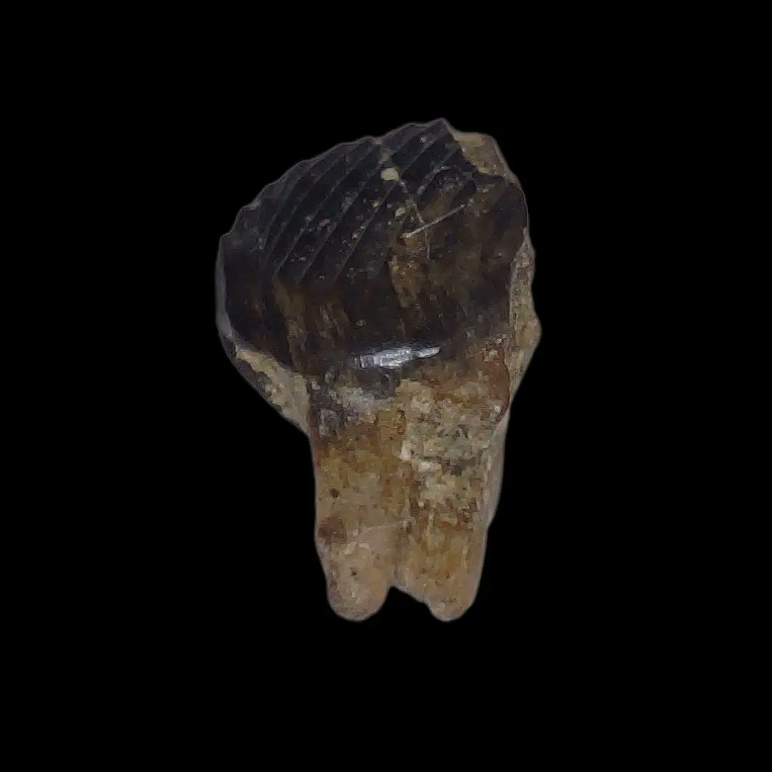 TheDailyRex's tweet image. It's a Mammal Monday!!!! Check out these 75 million year old Mammal teeth from the Judith River Formation of Montana!!! Buy one today @ thedailyrex.com #mammalmonday #fossils #SmallBusiness #pretty