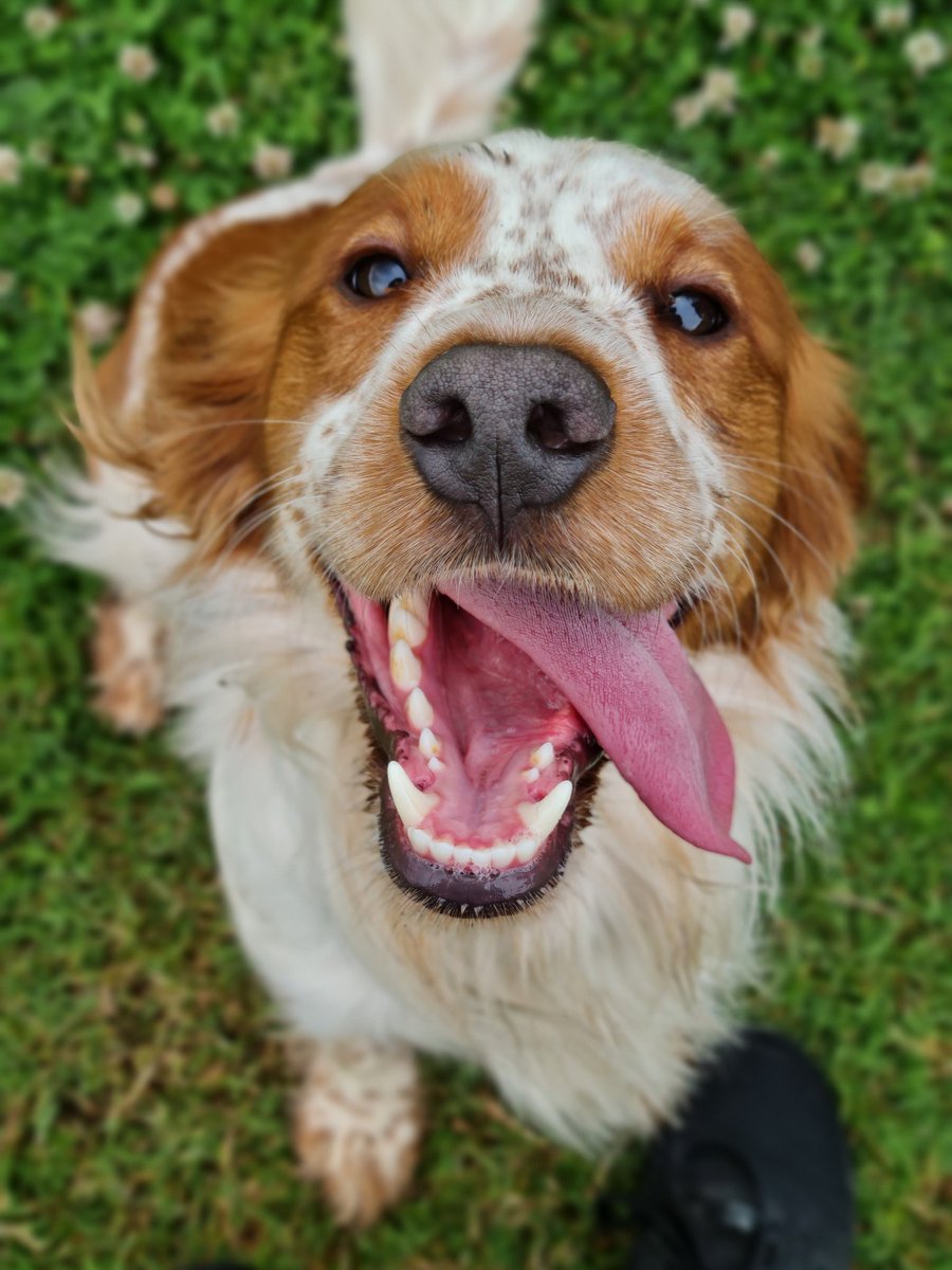 Oliver & Paddy tweet media