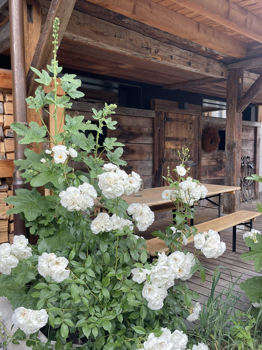 Des villages de montagne, des chalets de bois aux façades fleuries 🇨🇭 
Bon #lundifleuri