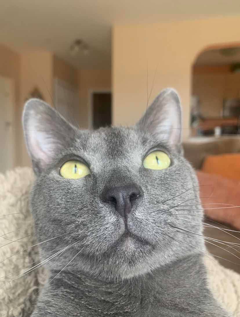 The cat’s reaction when I tell him he can’t have something he wants. You can’t take the Russian out of the Russian Blue.