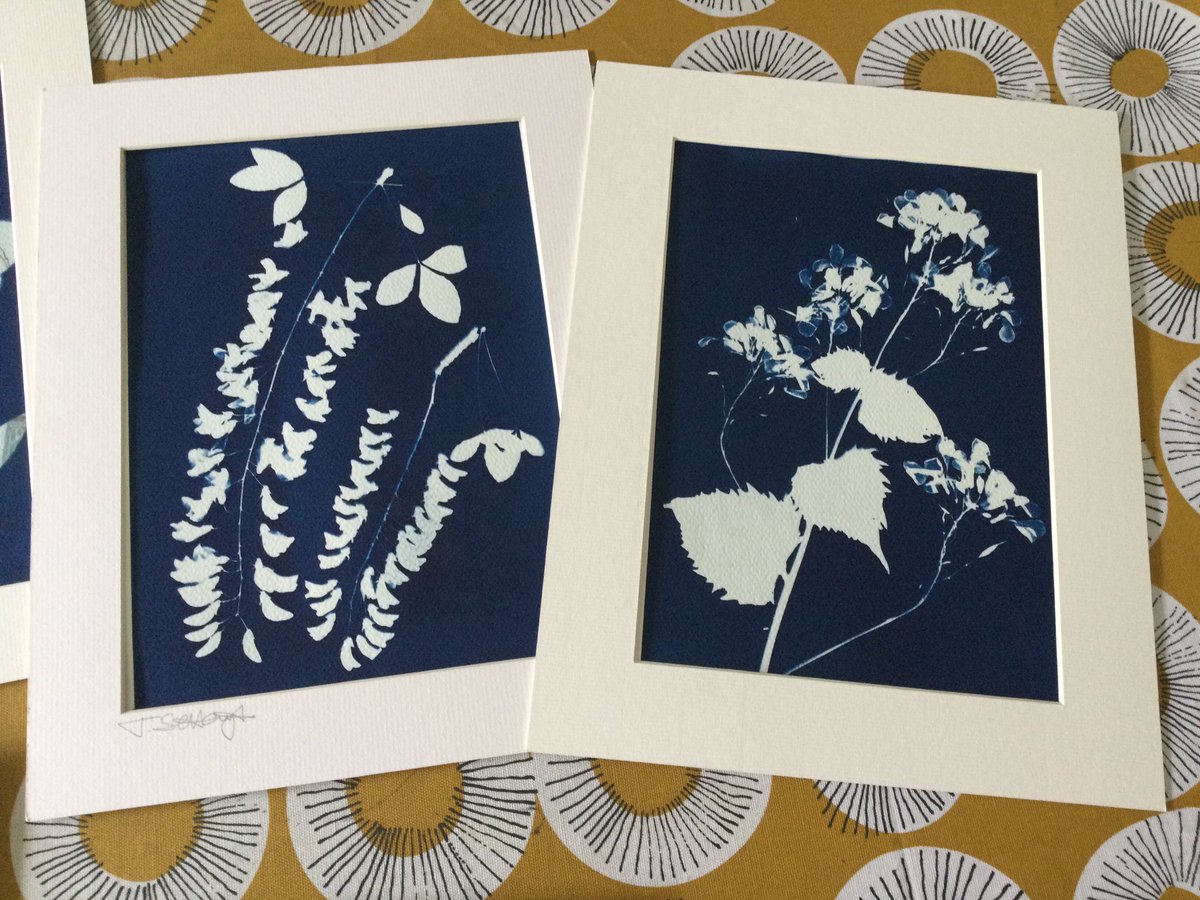 Preparing my cyanotypes for Kirkstall Art Trail this coming weekend 15/16th July.  Lots of venues. I am in the Chapter House at the Abbey.  

#cyanotypes #watercolours #leeds #kirkstallart #thephotohour #tulips #iris #floraldesigns #honesty