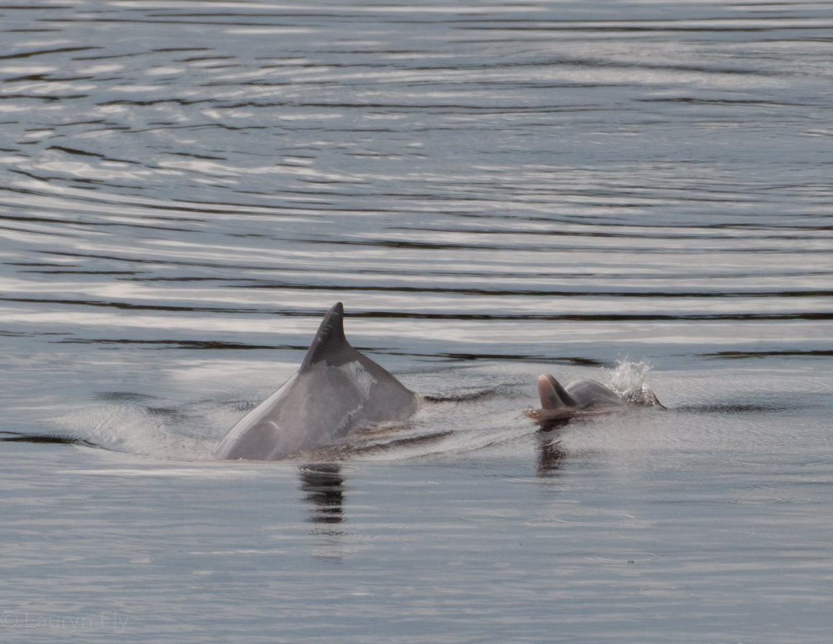 LaurynFly's tweet photo. Tucuxi and Amazon River dolphins overlap in range, although I never saw them interact. Here’s some photos of a tucuxi dive sequence and one of the Amazon River dolphins in the area! 

All photos taken while the boat engine was off. https://t.co/IthEAJ4lyo