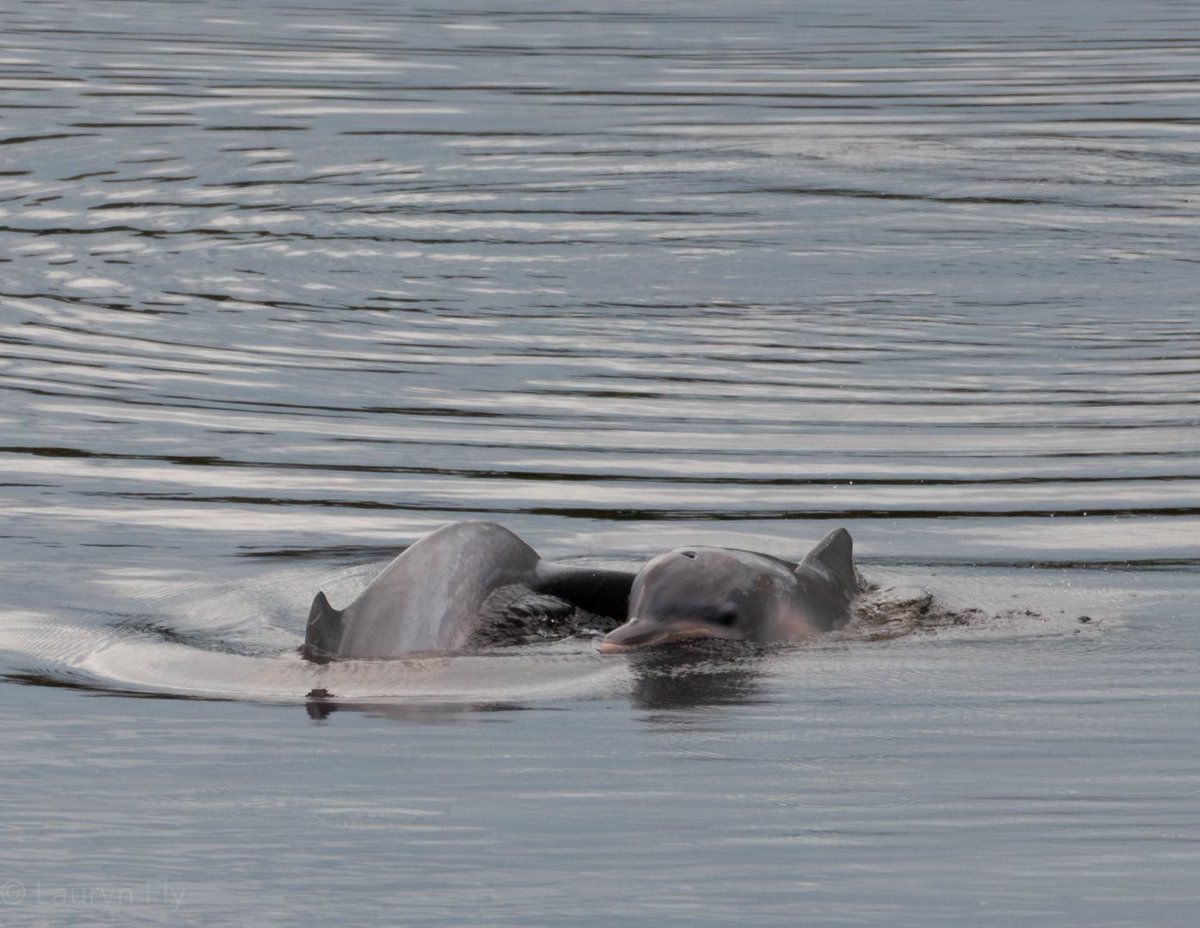 LaurynFly's tweet photo. Tucuxi and Amazon River dolphins overlap in range, although I never saw them interact. Here’s some photos of a tucuxi dive sequence and one of the Amazon River dolphins in the area! 

All photos taken while the boat engine was off. https://t.co/IthEAJ4lyo