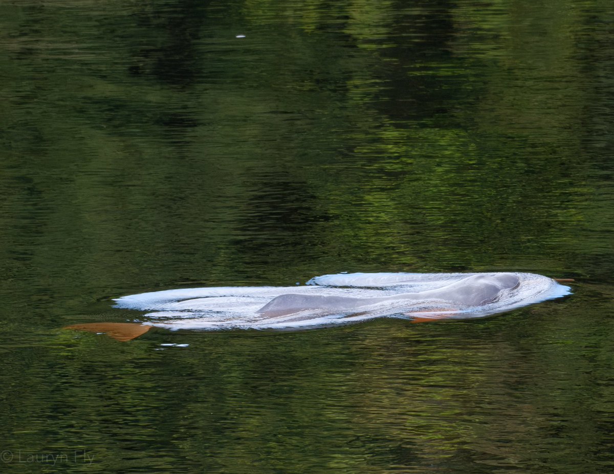 Tucuxi and Amazon River dolphins overlap in range, although I never saw them interact. Here’s some photos of a tucuxi dive sequence and one of the Amazon River dolphins in the area! 

All photos taken while the boat engine was off.