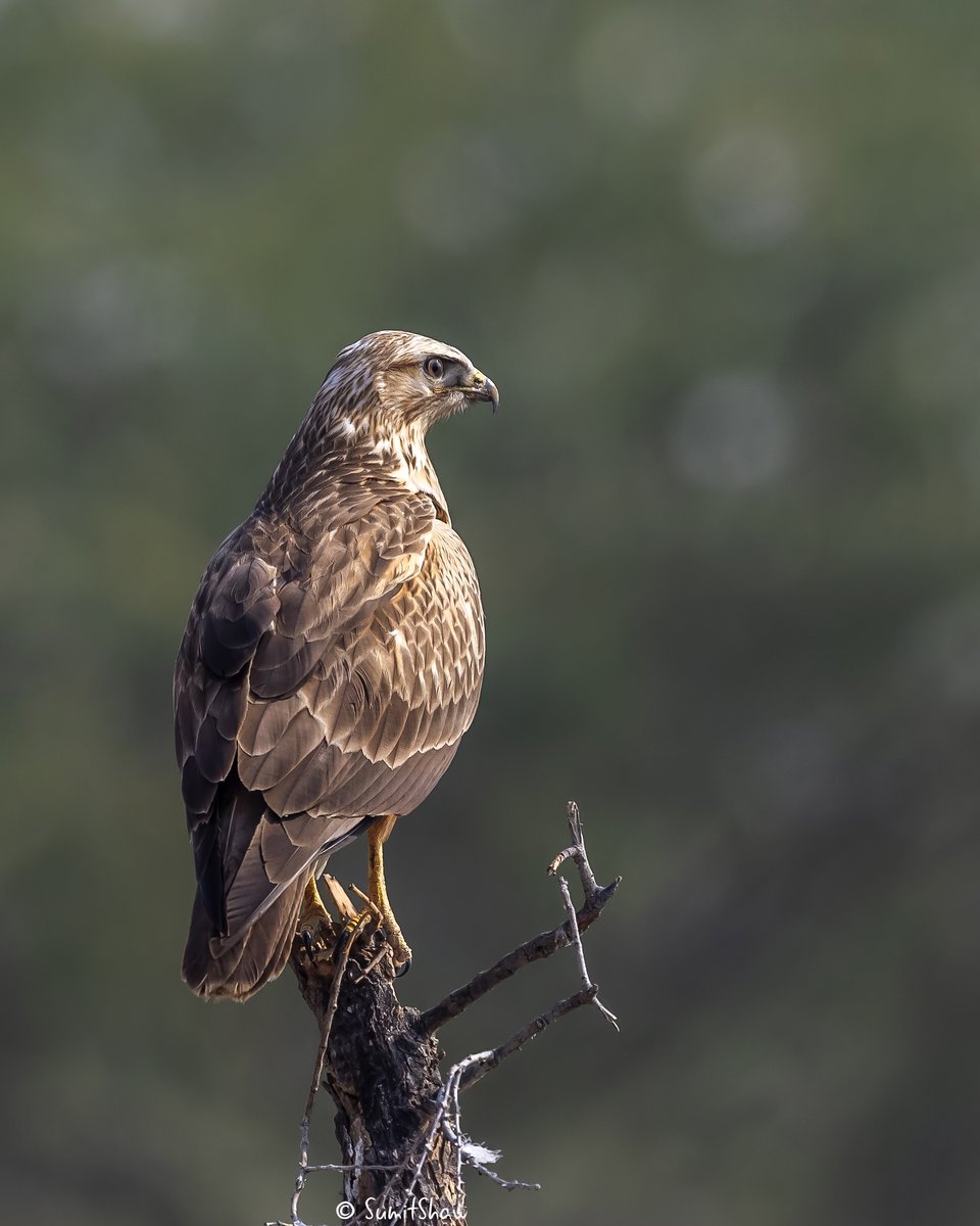 Long legged Buzzard
#BirdsSeenIn2023 #IncredibleIndia #ThePhotoHour #IndiAves #BBCWildlifePOTD #TwitterNatureCommunity #WildlifePhotography #birdsphotography #popphotooftheday #BirdsOfTwitter #bbccountryfilemagpotd #naturelovers #photomodeling