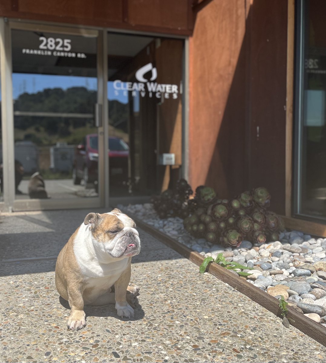 Our office greeters >>>

#happymonday #watertreatment #environment #workweek #officedogs