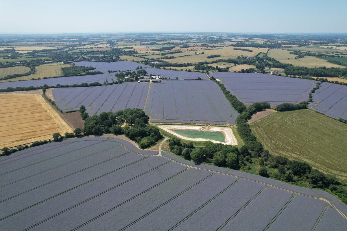 #Borage looking impressive this year at Kingstons Farm