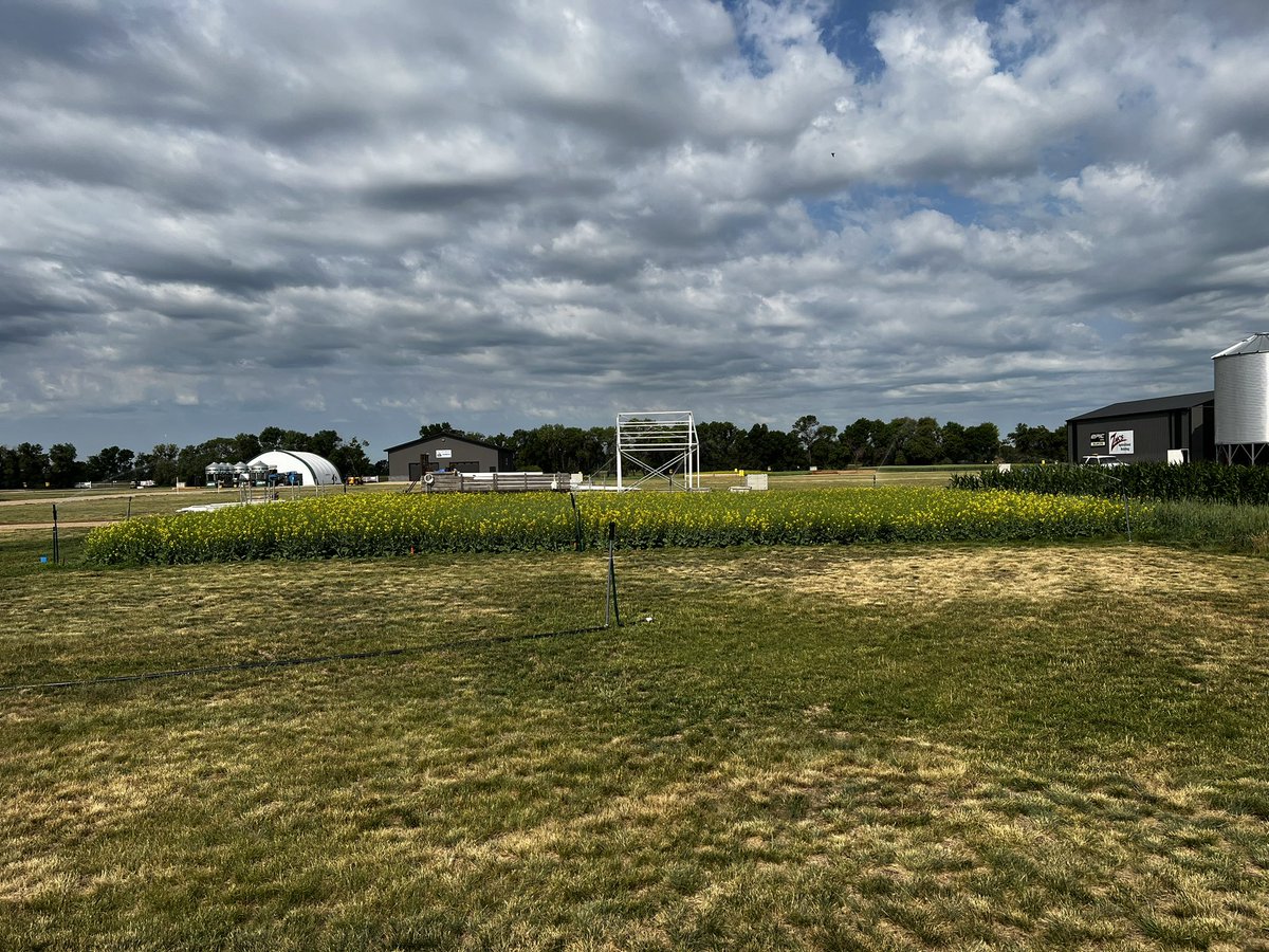 The last of the flowers are dropping by now on the Canola <a href="/AginMotion/">Ag in Motion</a>. Super Exciting to see the maturity differences on the newest #dekalb varieties. <a href="/Bayer4CropsCA/">Crop Science Canada</a> #bayertrainingcamp