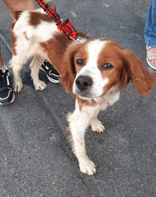 Luca_15_5's tweet photo. Mi chiamo Martin sono un Bretoncino di un anno, mi hanno abbandonato in una strada pericolosa 😢 
Ora cerco casa🏡 
Sono buono, affettuoso e amo i miei simili 
Mi trovo in prov di Taranto
Non voglio vivere  in un canile🥺
Mammina ti aspetto ❤️ 
Mary 3476685058 
Nello 3456462140 https://t.co/vRkoCA0A8J