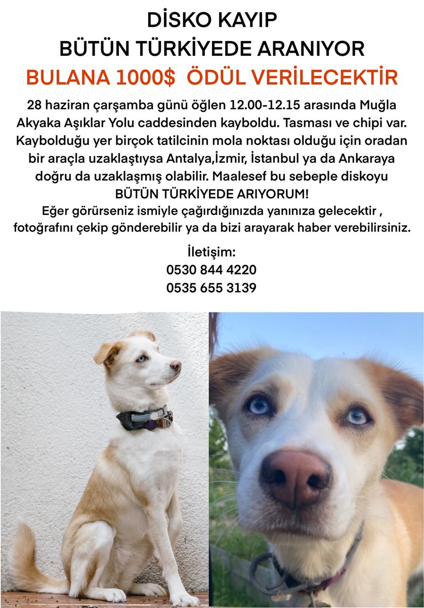 sudegee's tweet photo. DİSKO KAYIP! TÜM TÜRKİYEDE ARANIYOR!! https://t.co/LBUtuAXCHL