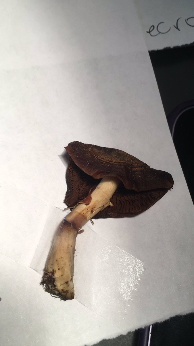 Some nice fungi finds today in finse  #bruminthefield