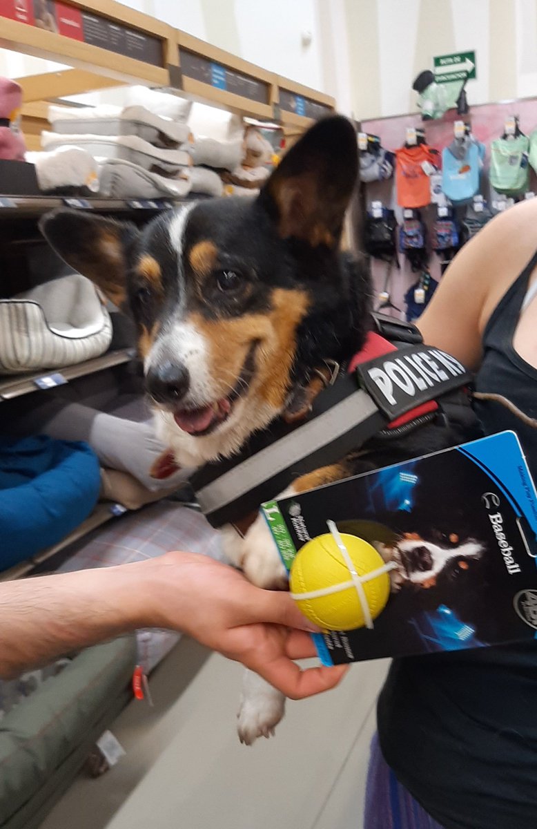 amomicorgi's tweet photo. #amomicorgi  escogiendo juguete🤭
#petlovers #FelizLunes 
#CorgiLover  #corgicrew #corgilovers https://t.co/yHfDAsAwnw