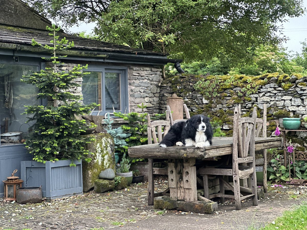 woolismybread's tweet image. Shepherdess farm tour today … so lovely time share this place I call home … 🙏❤️🐾🐾🐑🐑🐑🐑all details are above on my website… #shepherdess #farm #sheep #yorkshiredales #welcome