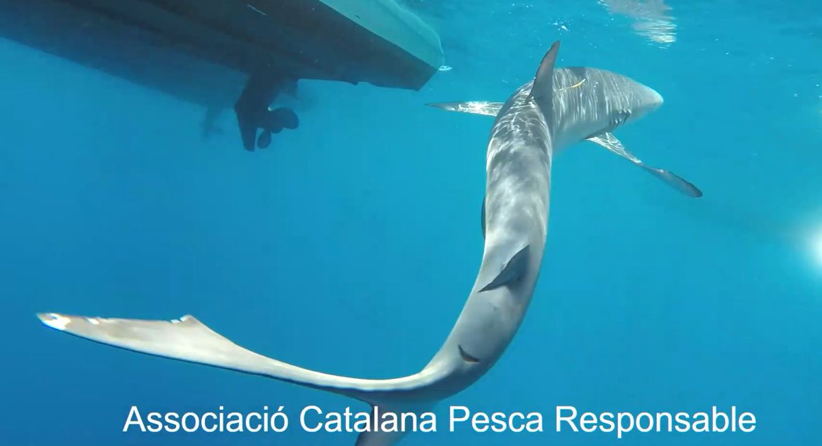 AssCatPesRes's tweet photo. Resultat segona jornada ACPR, marcat taurons  Cap de Creus, 7 tintoreres  marcades, tallles fins 205 cm. 3 institucions  implicades, ICM CSIC,Fundació Zoo i Universitat  Barcelona
Associació Catalana per a una Pesca Responsable
Pesca recreativa, milers d’ulls en el mar, https://t.co/QgePMfjSKJ