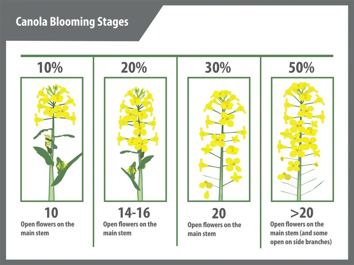 Windows open (and they close).

The optimal fungicide spray time to minimize sclerotinia damage in canola is 20–50% bloom stage. A thick, wet canola canopy, prolonged topsoil moisture, and humidity are ideal conditions for disease.

Remember, the window is 20–50% – don’t miss it.