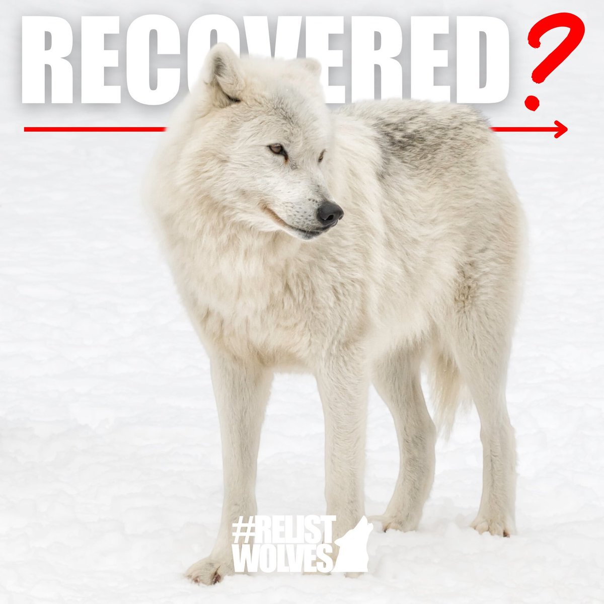 BanKillingContests (@bankillcontests) on Twitter photo <a href="/SecDebHaaland/">Secretary Deb Haaland</a> <a href="/POTUS/">President Donald J. Trump</a> @PeterWelch <a href="/USFWS/">U.S. Fish and Wildlife Service</a> Your #silence on the <a href="/USFWS/">U.S. Fish and Wildlife Service</a> status review on wolves is deafening. Wolves need Federal Protection before it's too late. #RelistWolves <a href="/SecDebHaaland/">Secretary Deb Haaland</a> <a href="/POTUS/">President Donald J. Trump</a> @PeterWelch <a href="/USFWS/">U.S. Fish and Wildlife Service</a> Your #silence on the <a href="/USFWS/">U.S. Fish and Wildlife Service</a> status review on wolves is deafening. Wolves need Federal Protection before it's too late. #RelistWolves